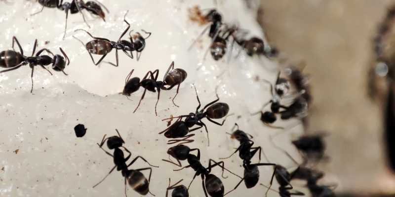 Ant Control in Longview, Texas