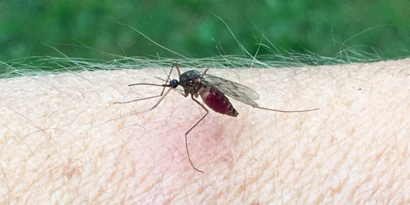 Mosquito Control in Longview, Texas