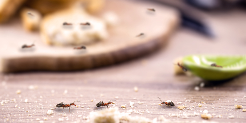 4 Benefits of Residential Pest Control Services