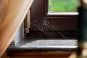 Key Signs You Need Spider Control Services