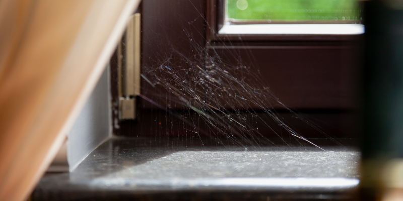 Key Signs You Need Spider Control Services