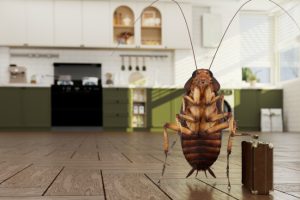 5 Steps For Effective Cockroach Control