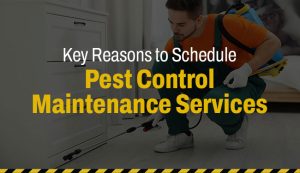 Key Reasons to Schedule Pest Control Maintenance Services