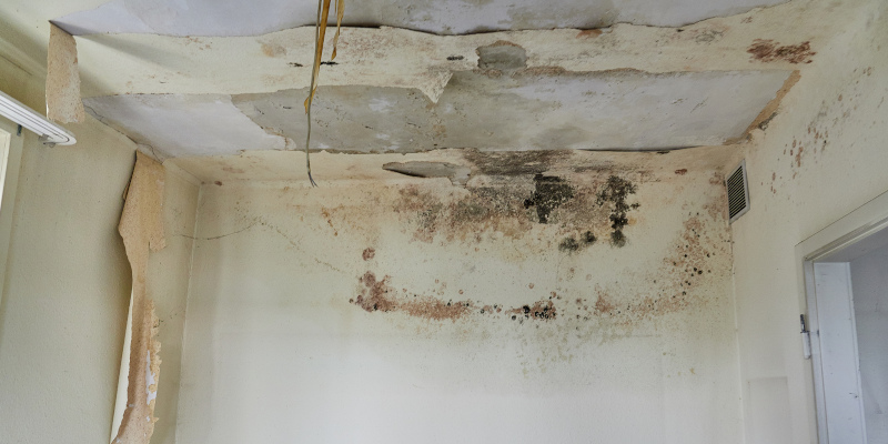 Protect Your House from Termite Damage!
